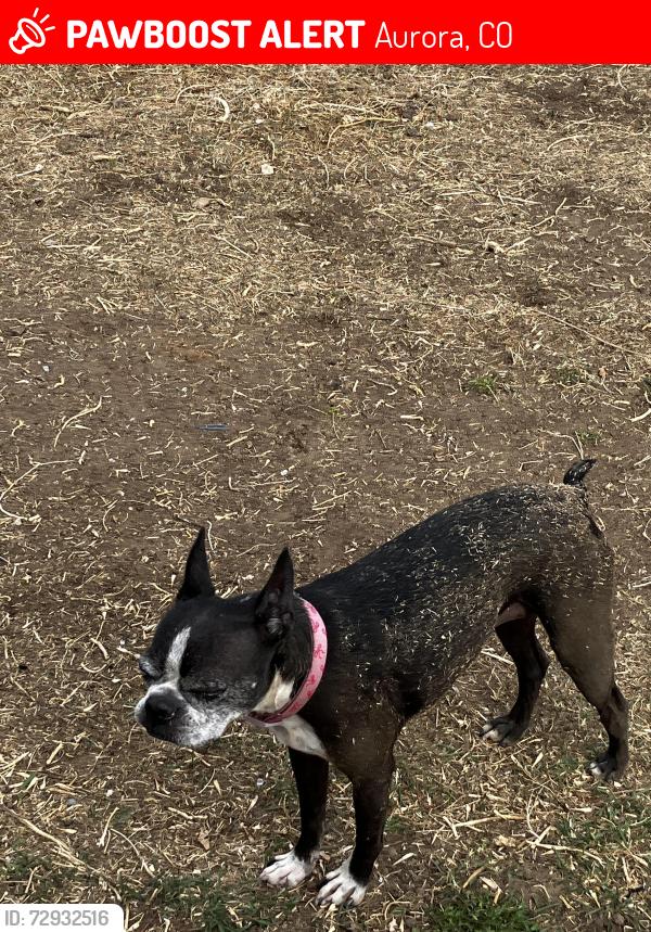 Lost Male Dog last seen Hoffman fire station, Aurora, CO 80011