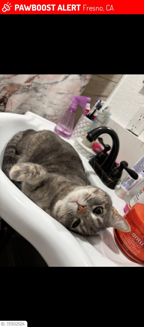 Lost Female Cat last seen S 11th street , Fresno, CA 93725