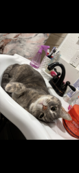 Lost Female Cat last seen S 11th street , Fresno, CA 93725