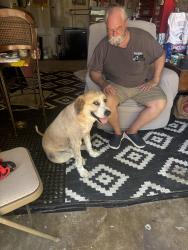 Found/Stray Male Dog last seen Cherry lane and camp bowie west 76116, Benbrook, TX 76116
