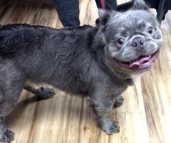 Reunited Male Dog last seen Near Elk Grove Dr, Richardson, TX 75081, USA, Richardson, TX 75081