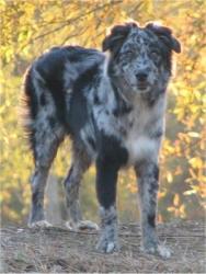 Reunited Female Dog last seen Covered bridge area on My Pleasant Rd , Lancaster County, PA 17509