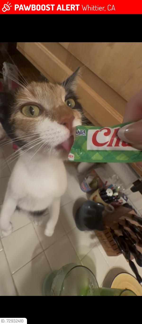 Lost Female Cat last seen Macy elementary , Whittier, CA 90603