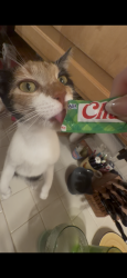 Lost Female Cat last seen Macy elementary , Whittier, CA 90603