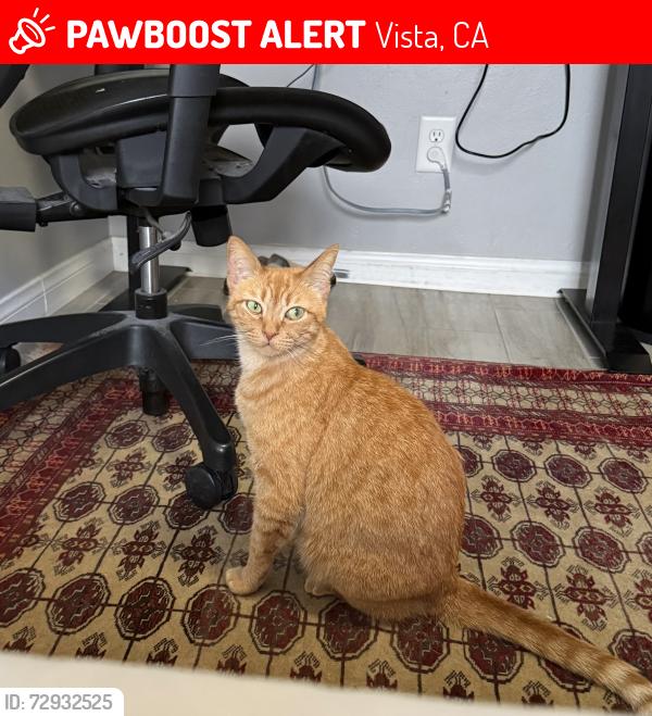 Lost Female Cat last seen Raintree Park , Vista, CA 92084