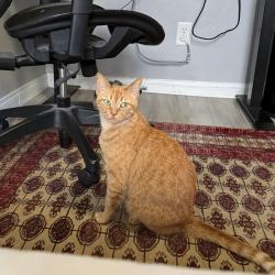 Lost Female Cat last seen Raintree Park , Vista, CA 92084
