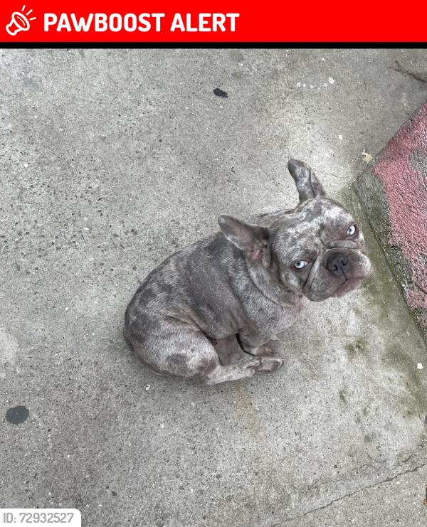 Lost Female Dog last seen Mina’s Liquor, East Los Angeles, CA 90022