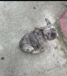 Lost Female Dog last seen Mina’s Liquor, East Los Angeles, CA 90022