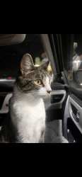 Lost Female Cat last seen edinboro road, Edinboro, PA 16412