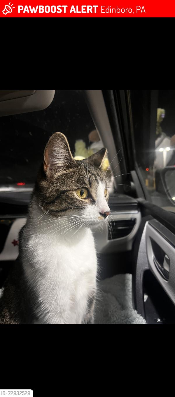 Lost Female Cat last seen edinboro road, Edinboro, PA 16412