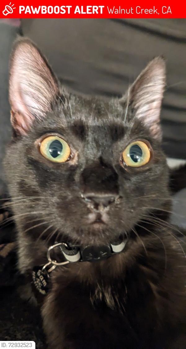 Lost Male Cat last seen Shady Glen Rd near San Miguel, Walnut Creek, CA 94596