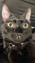 Lost Male Cat last seen Shady Glen Rd near San Miguel, Walnut Creek, CA 94596
