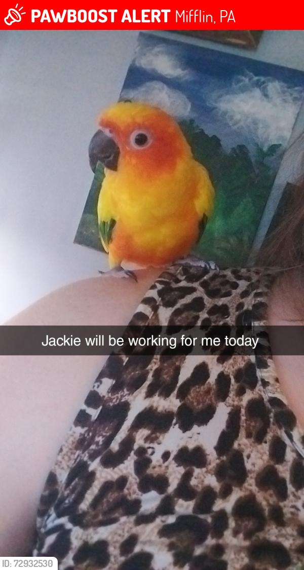 Lost Unknown Bird last seen McCoysville, Mifflin, PA 17058