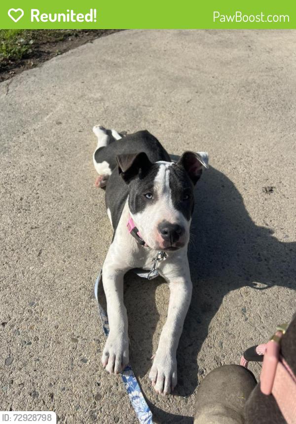 Reunited Female Dog last seen Near De Witt Ave Sanger , Sanger, CA 93657