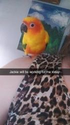 Lost Unknown Bird last seen McCoysville, Mifflin, PA 17058