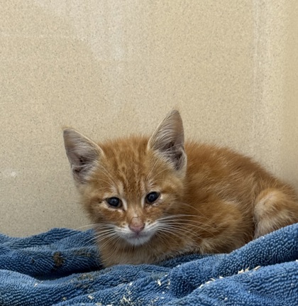 Shelter Stray Male Cat last seen Converse, TX 78109, Converse, TX 78109