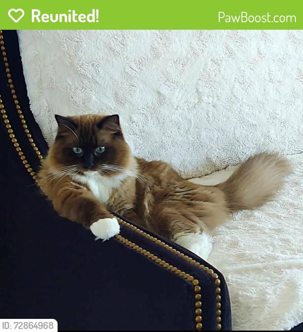 Reunited Male Cat last seen 5th Ave SW & 178th , Normandy Park, WA 98166