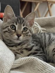 Lost Female Cat last seen Pine Avenue, Highland, Carlsbad, CA 92008