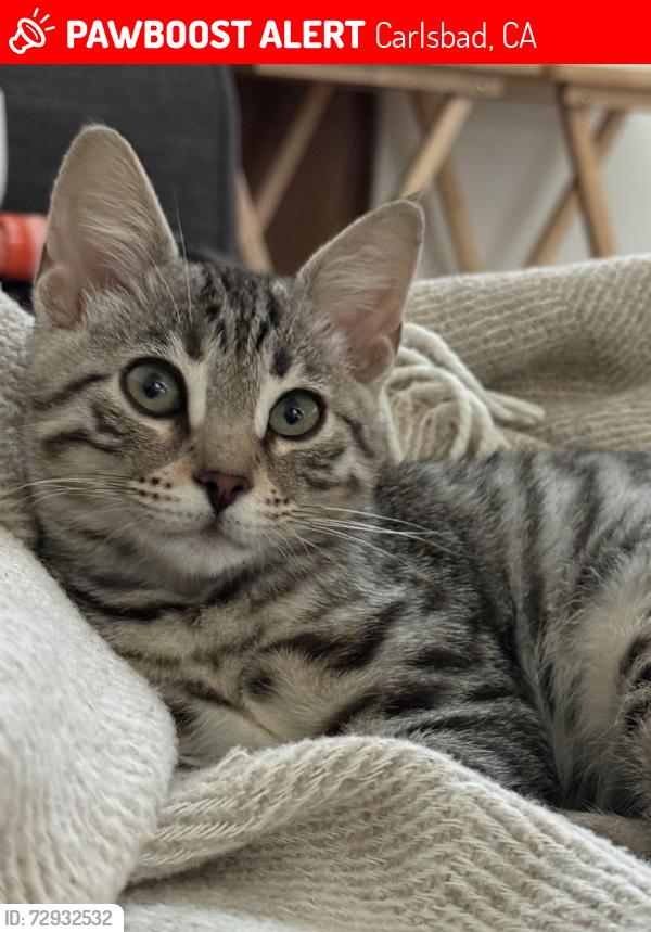 Lost Female Cat last seen Pine Avenue, Highland, Carlsbad, CA 92008