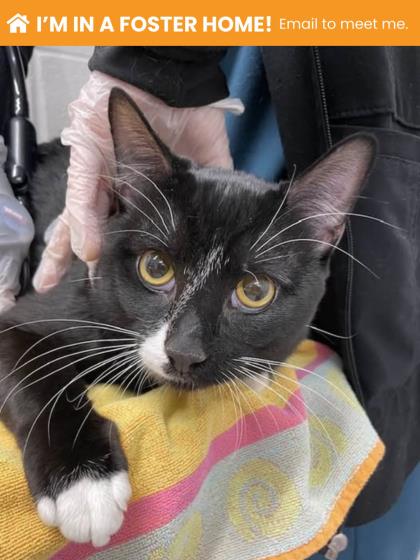 Shelter Stray Male Cat last seen Near Walty Ct Balt, MD 21201, 21201, MD, Baltimore, MD 21230