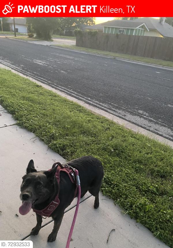 Lost Female Dog last seen Near Camilla rd, en tx, Killeen, TX 76549