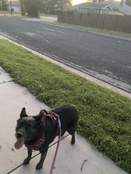 Lost Female Dog last seen Near Camilla rd, en tx, Killeen, TX 76549