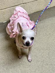 Shelter Stray Female Dog last seen Hampton, VA 23661, Newport News, VA 23605