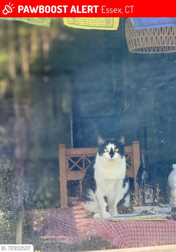 Lost Female Cat last seen Donald rd, Essex, CT 06426