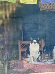 Lost Female Cat last seen Donald rd, Essex, CT 06426