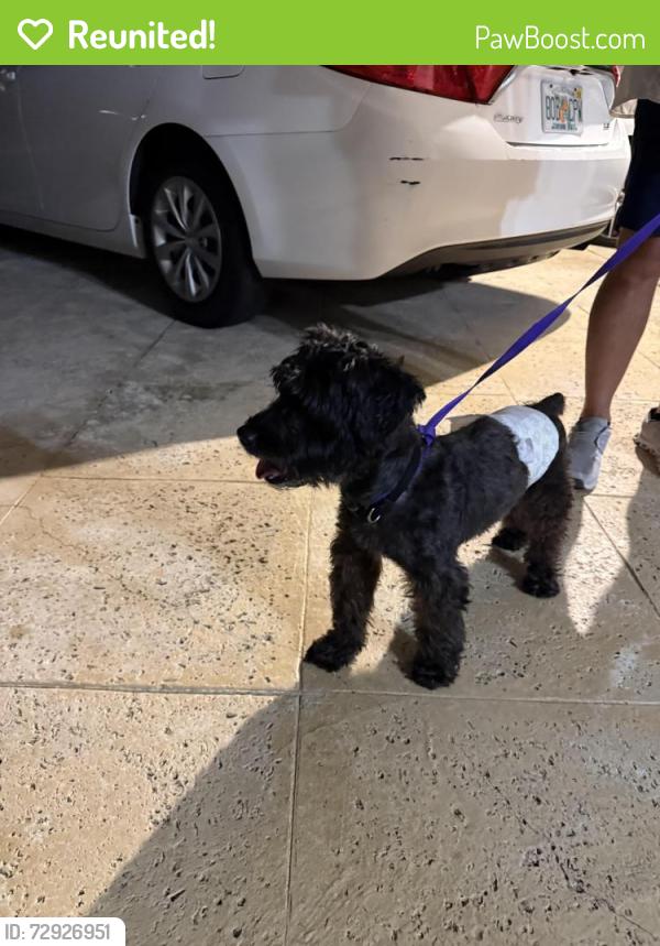 Reunited Male Dog last seen SW 96 St and 82 Ave, Miami, FL 33156