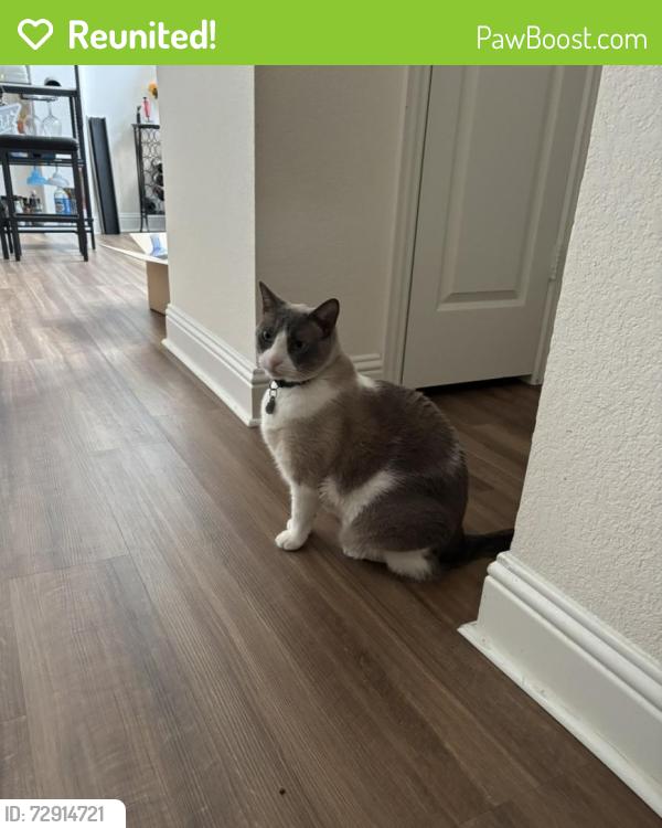 Reunited Male Cat last seen N MacArthur Blvd. & Valley Ranch Pkwy, Irving, TX 75063