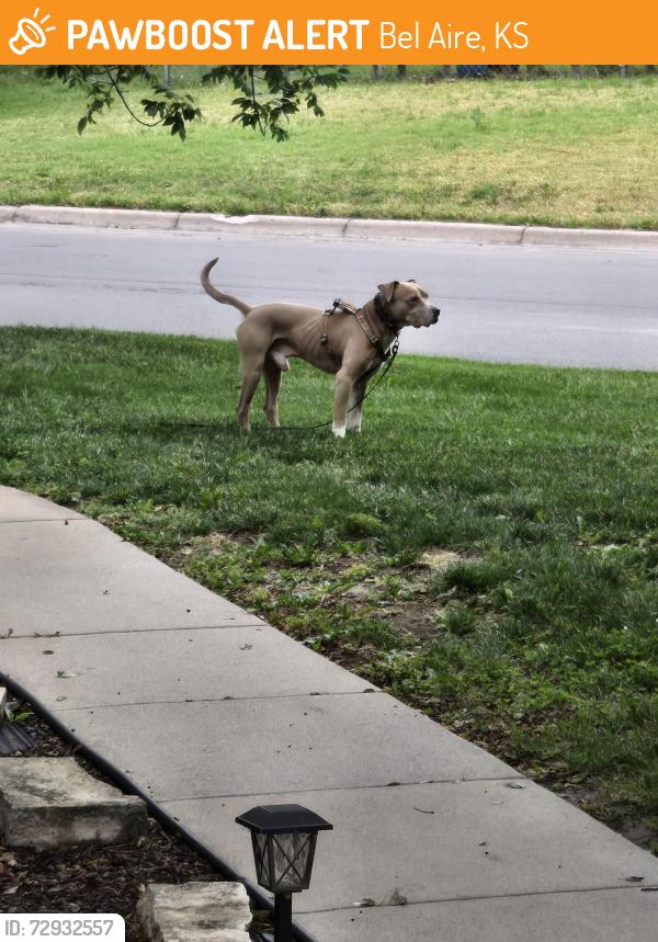 Found/Stray Male Dog last seen Memphis & Auburn, Bel Aire, KS, Bel Aire, KS 67220