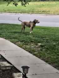Found/Stray Male Dog last seen Memphis & Auburn, Bel Aire, KS, Bel Aire, KS 67220