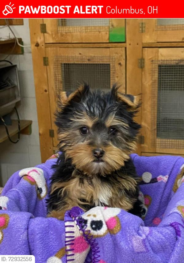 Lost Male Dog last seen E broad and Nelson rd at turkey hill, Columbus, OH 43219