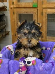 Lost Male Dog last seen E broad and Nelson rd at turkey hill, Columbus, OH 43219
