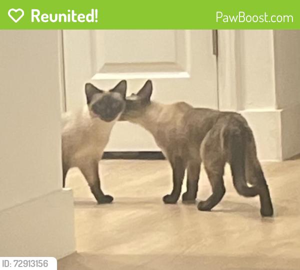 Reunited Female Cat last seen Kernan Forest Blvd and Kernan in Hammock Grove Condos #101, Jacksonville, FL 32225