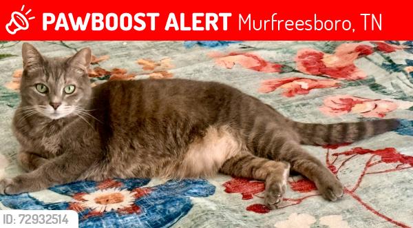 Lost Male Cat last seen General Raines & Haynes Drive ALSO Tedder & Haynes Drive, Murfreesboro, TN 37129