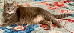 Lost Male Cat last seen General Raines & Haynes Drive ALSO Tedder & Haynes Drive, Murfreesboro, TN 37129
