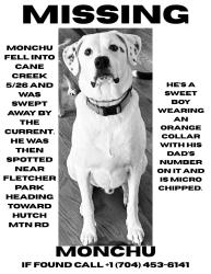 Reunited Male Dog last seen Fletcher Park near Hutch Mtn Rd, Fletcher, NC 28732