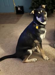 Reunited Female Dog last seen Princess Jeanne and San Pedro, Albuquerque, NM 87112