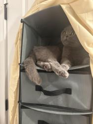 Reunited Female Cat last seen Near Garret Place Glen Rock, Glen Rock, NJ 07452