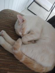 Lost Female Cat last seen Semiahmoo trail, White Rock, BC V4B