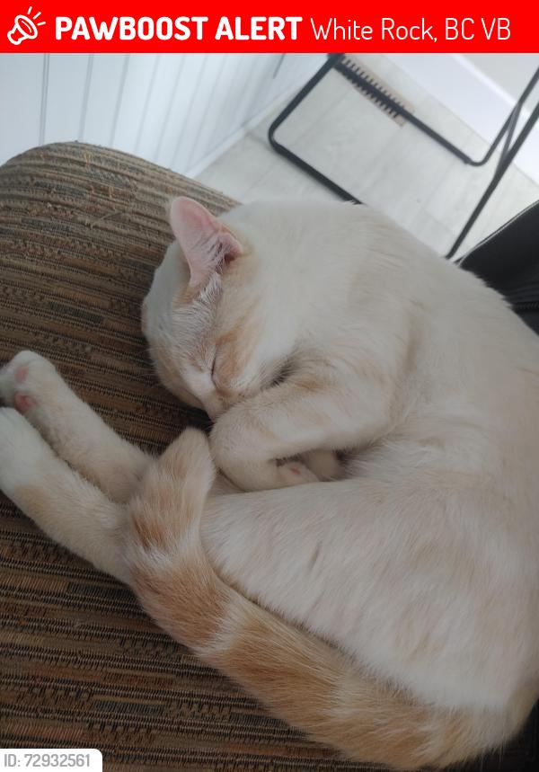 Lost Female Cat last seen Semiahmoo trail, White Rock, BC V4B