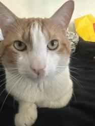Reunited Male Cat last seen Concourse Ave and Allston St, Montebello, CA 90640