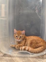 Reunited Male Cat last seen Near Panther Ave NE, Canton, OH 44721, USA, Canton, OH 44721