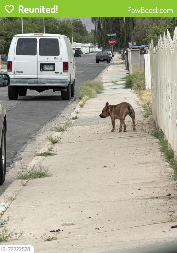 Reunited Unknown Dog last seen Hassett and eastern , Las Vegas, NV 89104