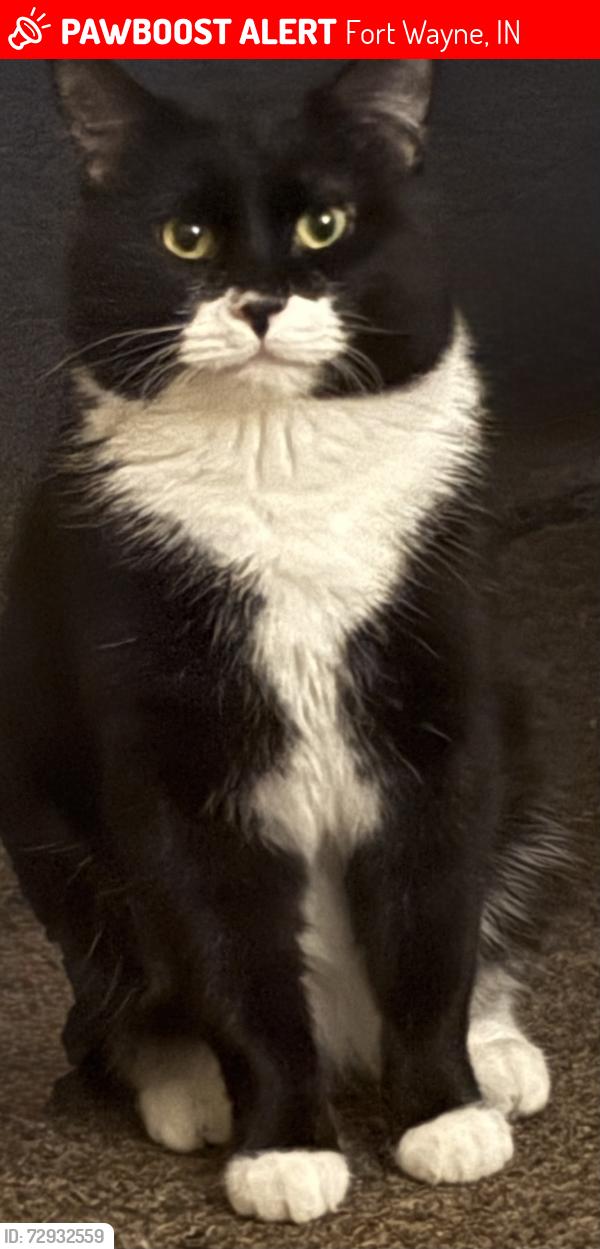 Found/Stray Male Cat last seen Lawton place street by the riv and chase manor apmts, Fort Wayne, IN 46805
