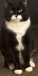 Found/Stray Male Cat last seen Lawton place street by the riv and chase manor apmts, Fort Wayne, IN 46805