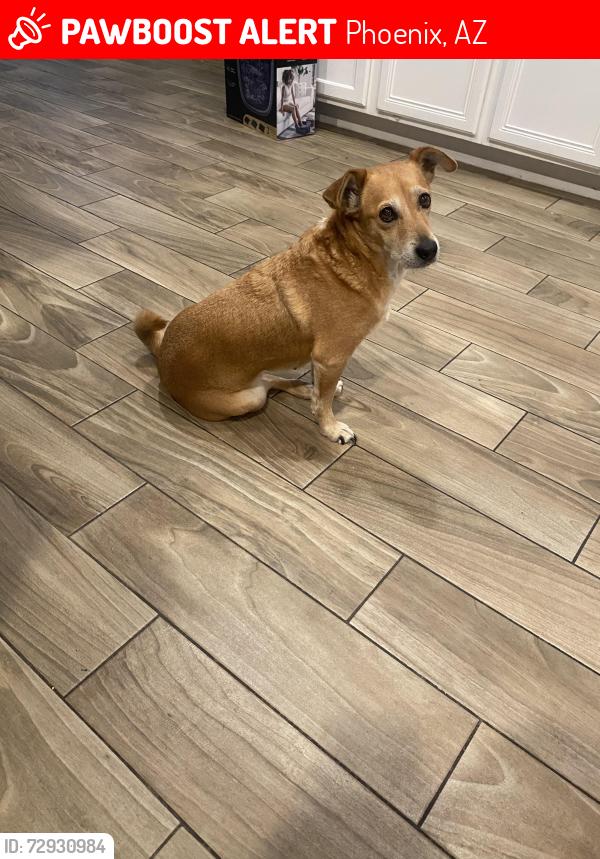 Lost Female Dog last seen laveen, Phoenix, AZ 85339