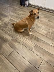 Lost Female Dog last seen laveen, Phoenix, AZ 85339